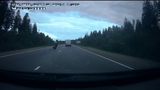 Лось бросился под машину Moose threw himself over by a car