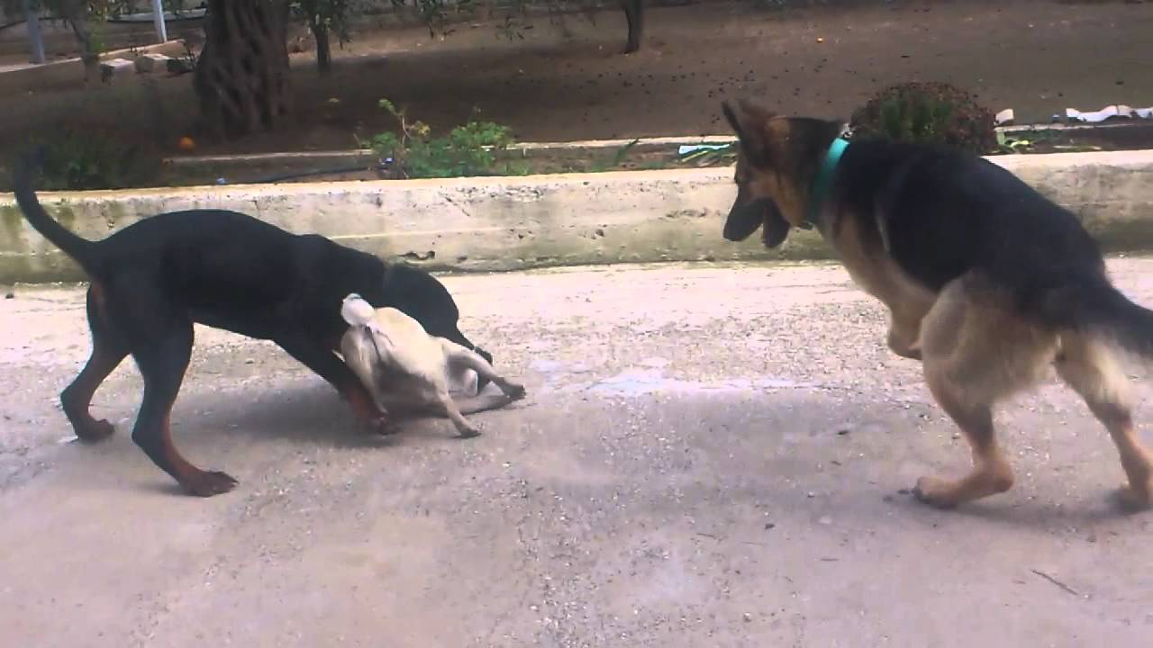 german shepherd vs rottweiler pug vs rottweiler german shepherd german shepherd vs rottweiler pug vs rottweiler german shepherd