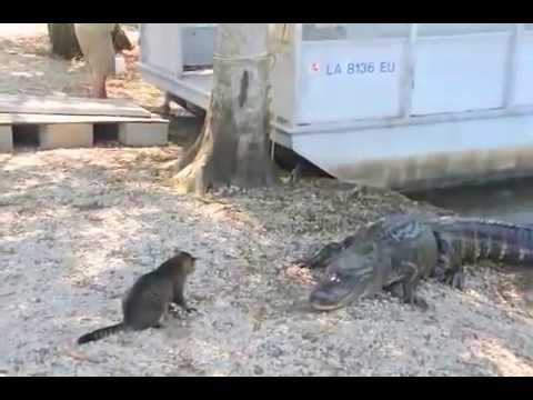 Кошка vs крокодил