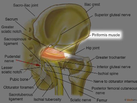 Pudendal Neuralgia: Dr. Aaron Filler - Spine & Nerve Health - YouTube