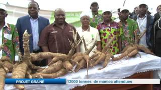 PROJET GRAINE /12000 tonnes de manioc attendues en 2017