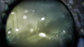 Invisible Worlds - Fastest Thing In The Planet Invisible Worlds - Fastest Thing In The Planet
