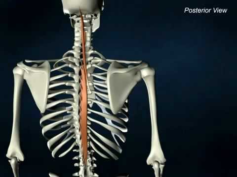 Spinalis - AnatomyOnlineCourse - YouTube