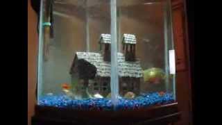 piranha attacks 12 goldfish