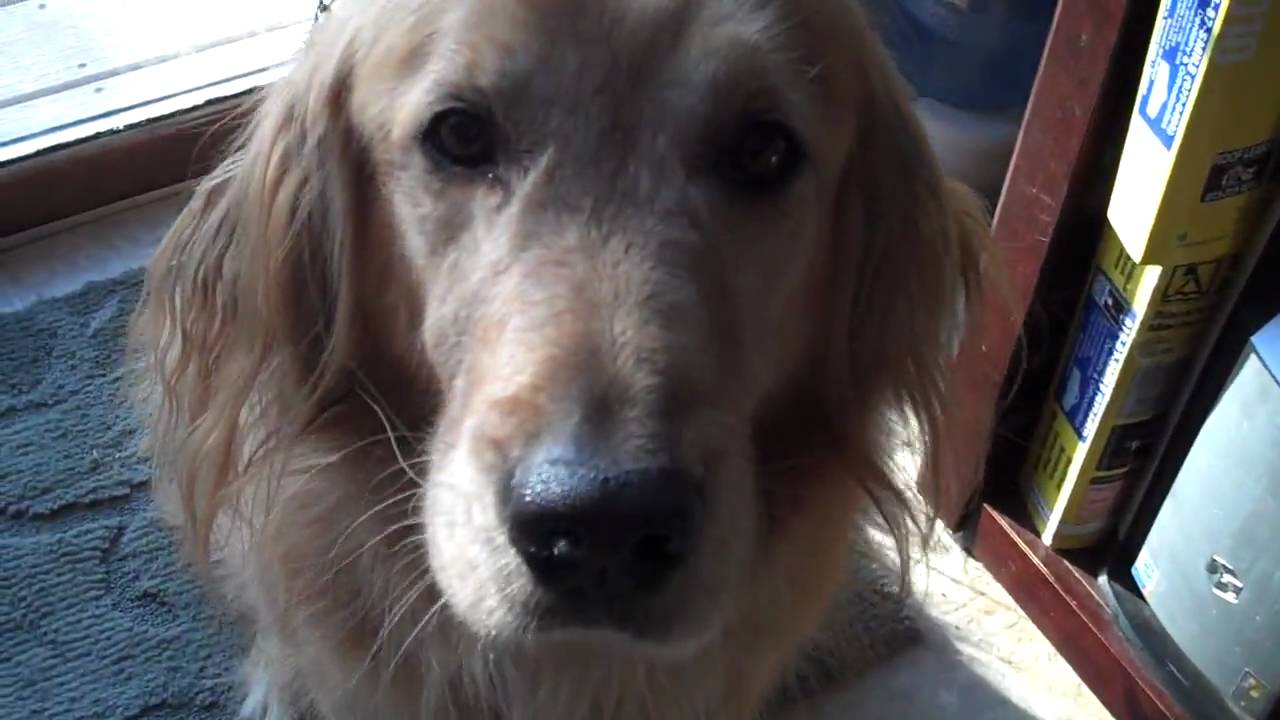 golden retriever and bad retriever photograph bad a guilty golden retriev golden retriever and bad retriever photograph bad a guilty golden retriev