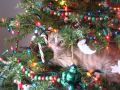 Funny Cats in Christmas Trees