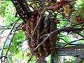 Feral Honey Bee Colony - Youtube