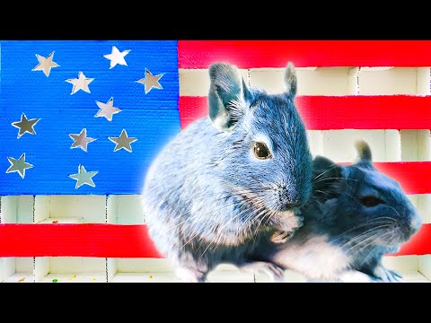 My funny pet in the maze of the flag. Obstacle Course for brave degu.