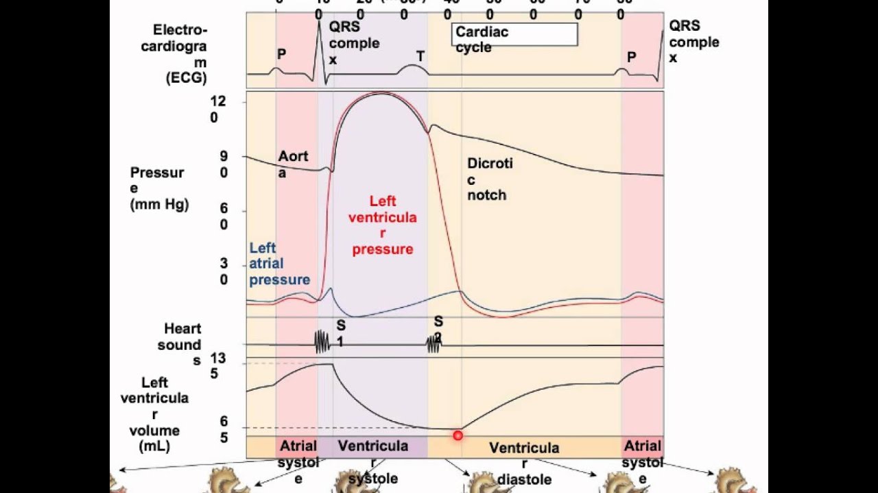 Wiggers diagram.mp4 - YouTube