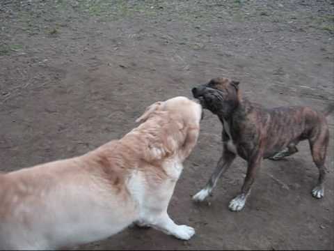 Labrador Retriever - YouTube