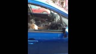 Dog blasts car horn in Broughty Ferry