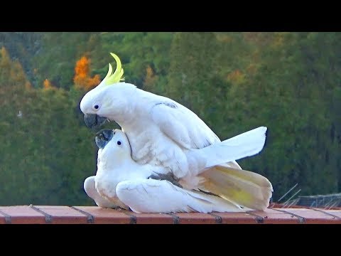 Sweet & Funny Cockatoo Love