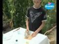 Comment prélever les graines d'une tomate ?