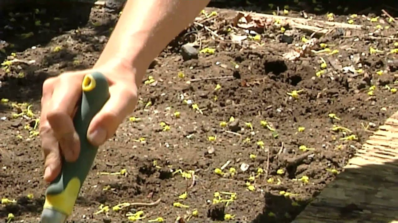 How to Plant BlackSeeded Simpson Lettuce Planting & Gardening