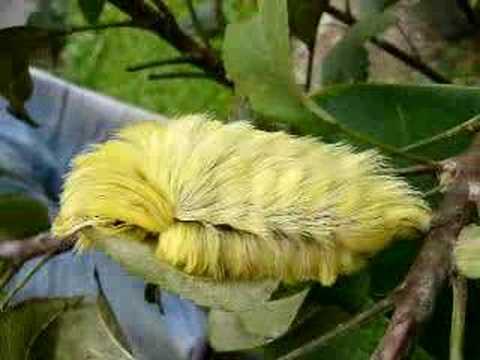 Puss caterpillar - Gusano peludo (Cashpairo) - YouTube