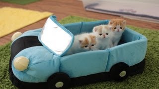 4-Week-Old Kittens Going on a Car Ride 4-Week-Old Kittens Going on a Car Ride