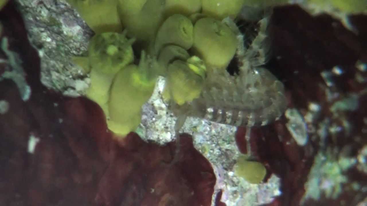 Amphipod eating yellow zoanthid - YouTube