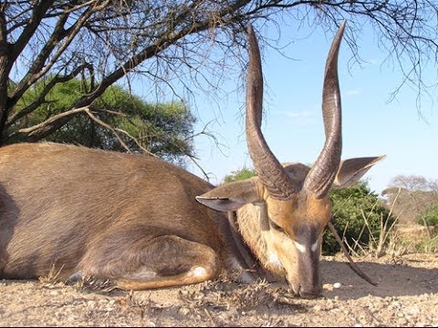 Gazelle Slams Into Tree Right Infront of A Lion - VERY FUNNY - YouTube