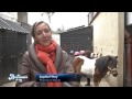 Les animaux de la 8 au Centre Equestre du Jardin
