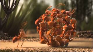 10 01 Ants YouTube 720p