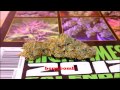 Purple Kush Fero AF-600 LED Grow Lights Final Weigh In. Grow #1