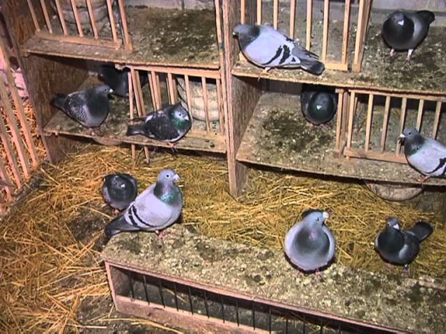 Baki Goyercinleri Бакинские Голуби Baku Pigeons Ruslan 2014. СПОРТИВНЫЕ ГО Baki Goyercinleri Бакинские Голуби Baku Pigeons Ruslan 2014. СПОРТИВНЫЕ ГО