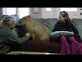 Most Adorable Capybara In Blissful Ecstasy カピバラのエクスタシ