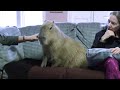 Most Adorable Capybara In Blissful Ecstasy カピバラのエクスタシ