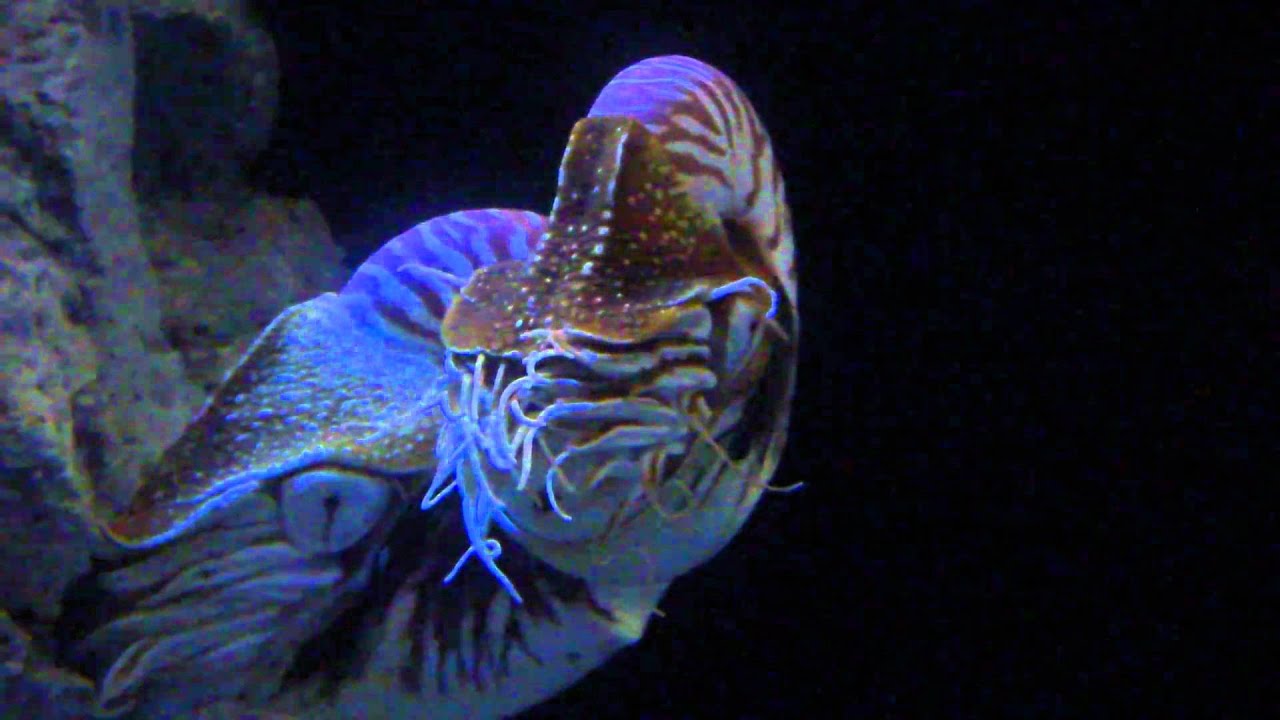 Chambered Nautilus YouTube