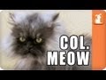 Colonel Meow - Meme'd