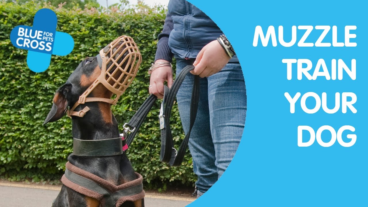 muzzle training a dog