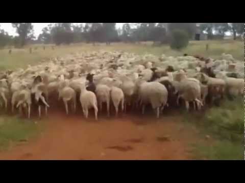 Sheep Muster On Ulupna