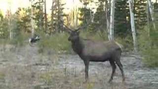 Archery Elk Hunting