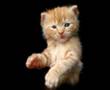 Cats Christmas Card - the extended version