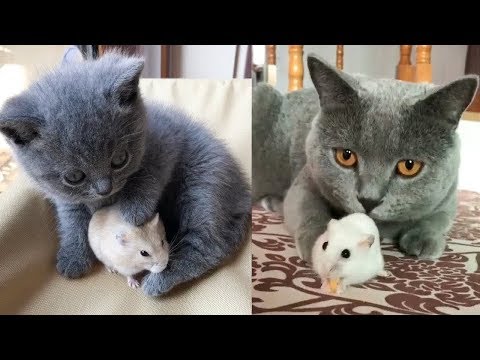 💗Aww - Funny and Cute Cat Compilation 2019💗 #7 - CuteVN