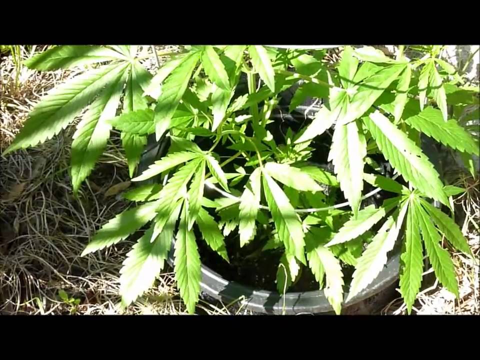 2 Month Old Marijuana Plant YouTube