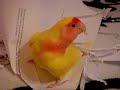 Big-Bird my Lutino lovebird Agapornis knows how to fold paper trick 5-24-13