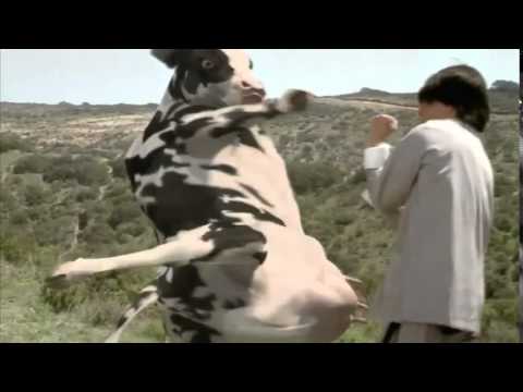 The Funny Man vs Cow Fight (HQ)