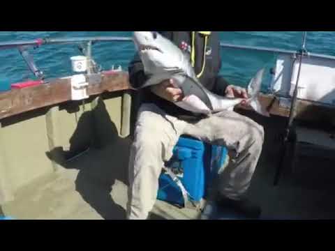 60lb porbeagle shark