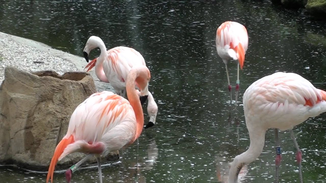 flamingo youtube age