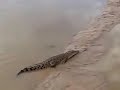 Apalah Nasib!!!.Pancing Ikan Dapat Buaya