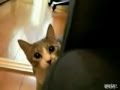Chat drole qui joue à 1, 2, 3 soleil