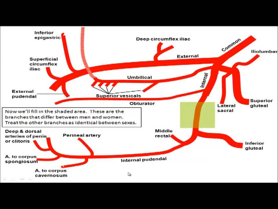 Gross anatomy - Drawing the Branches of the Iliac Arteries - YouTube