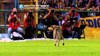 El perro también quería jugar. R. Central - River. Fecha 2. Torneo Final 2014.