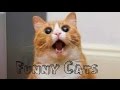 Funny Videos 2014 - Funny Cats Compilation - Funny Animals