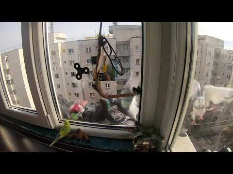 Parrot Tosha in contact with his homeless friends during his visit.