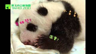 圓仔的命名活動 Naming Giant Panda Baby