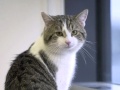 Happy as Larry: new Downing St cat to fight rats