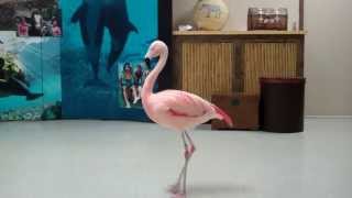 Pinky the Flamingo dancing the "Flamingo Flamenco"