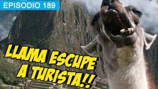 Llama escupe a Turista!! l whatdafaqshow.com